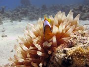 amphiprion-bicinctus