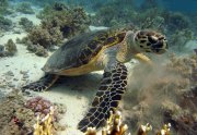 eretmochelys-imbricata